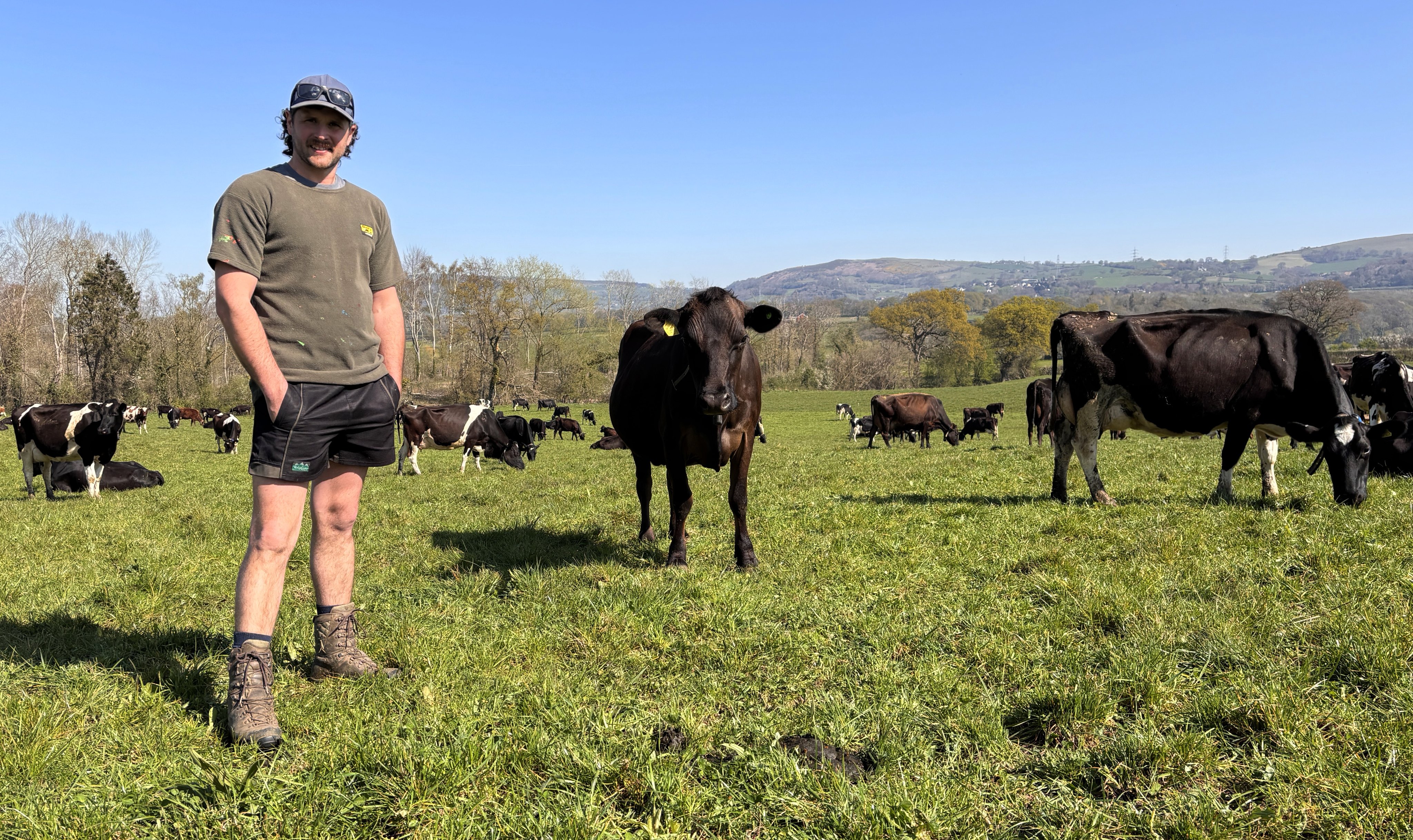 Farmer standing among his cows in a grassy field