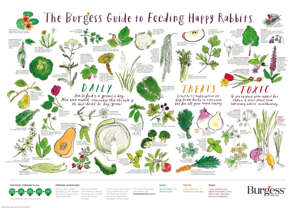 Guide to Feeding Happy Rabbits An illustrated educational guide outlines daily foods, treats, and toxic plants for feeding rabbits.