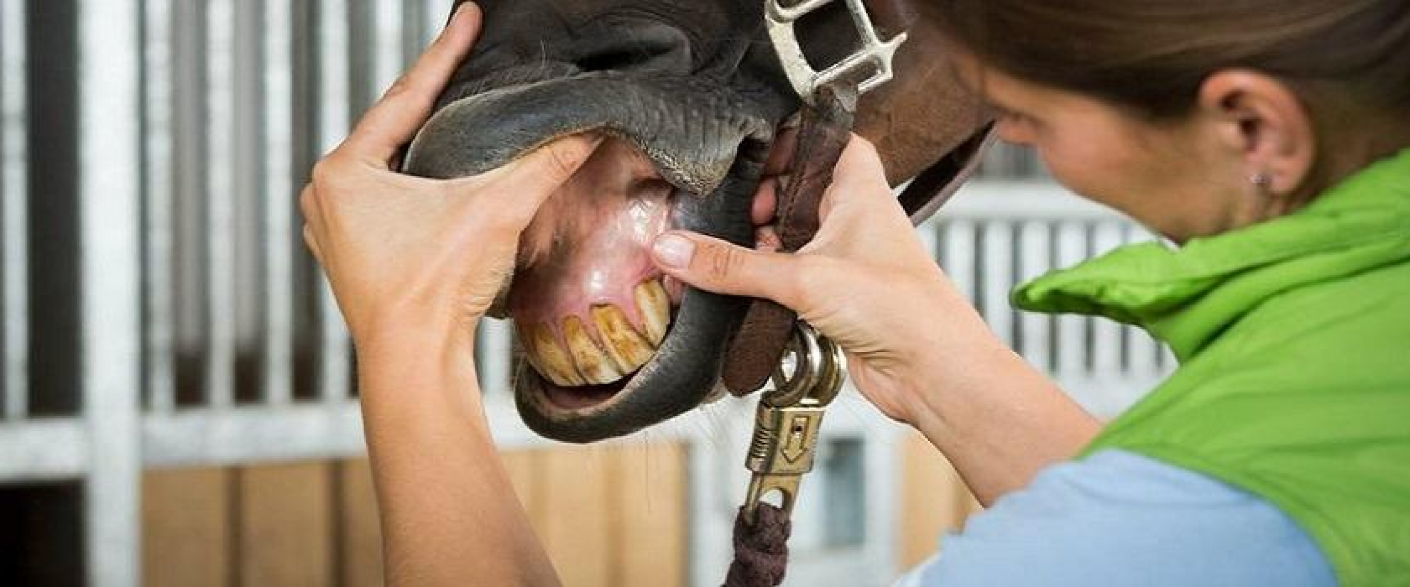 Common Horse Dental Problems