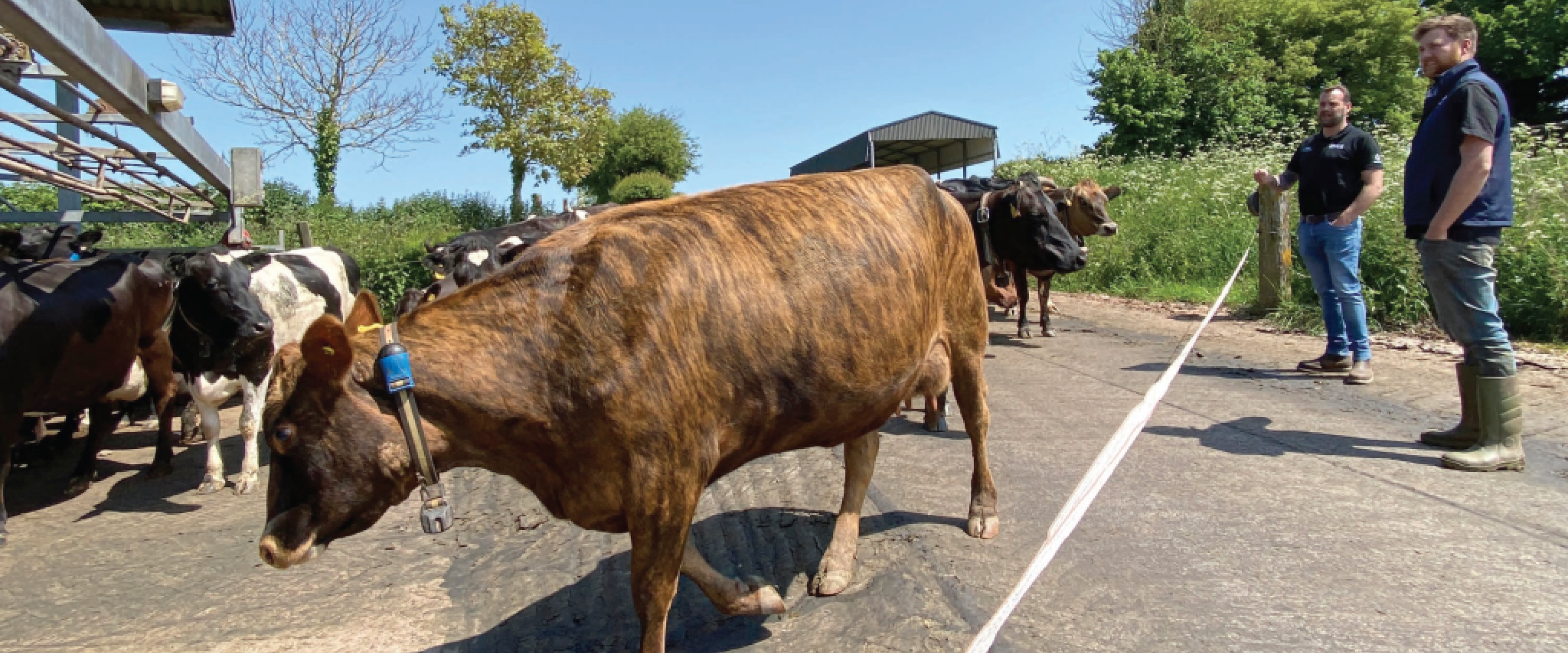 Herd monitoring tech aids switch from spring to autumn calving