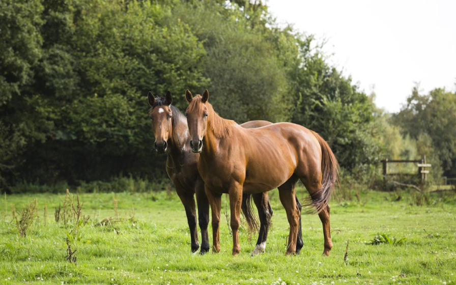 Two horses stading side by side in a grassy field
