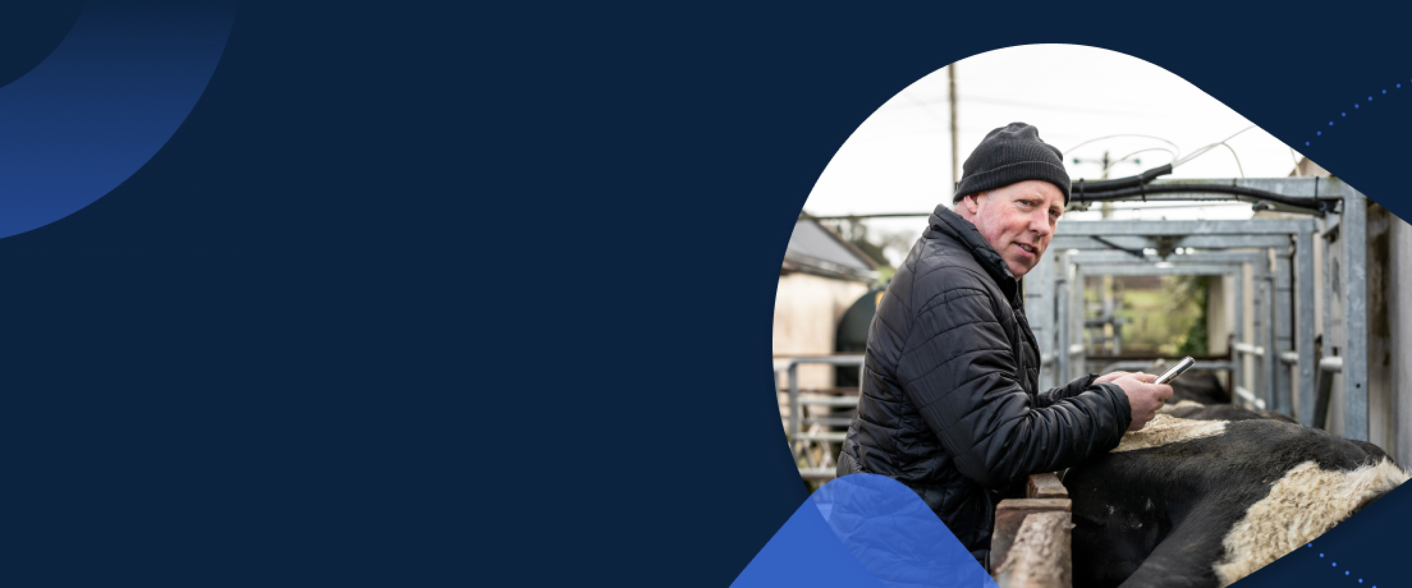 Farmer Using SenseHub Mobile in Dairy Pen Farmer using a smartphone beside cattle in a farm sorting system.