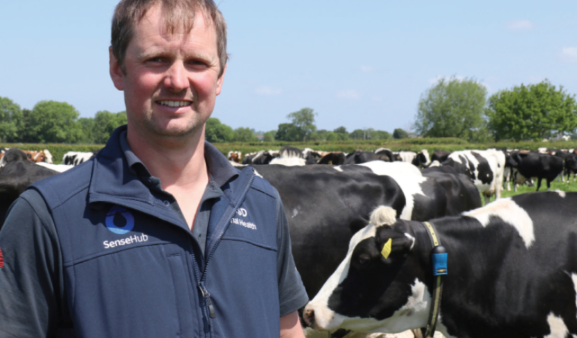 Cross-breeding for longevity, and switch to autumn calving, aided by herd monitoring tech