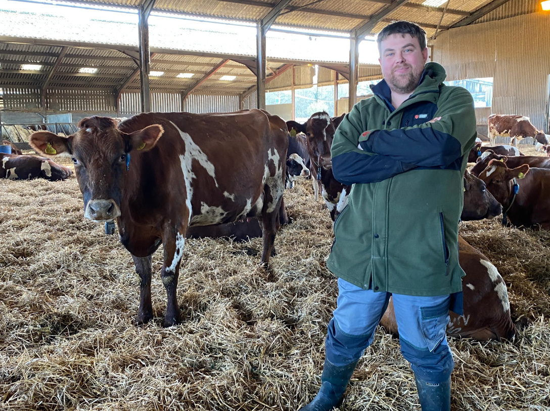 A farmer with folded arms standing inside a large open barn with brown and white dairy cows resting on fresh straw bedding.