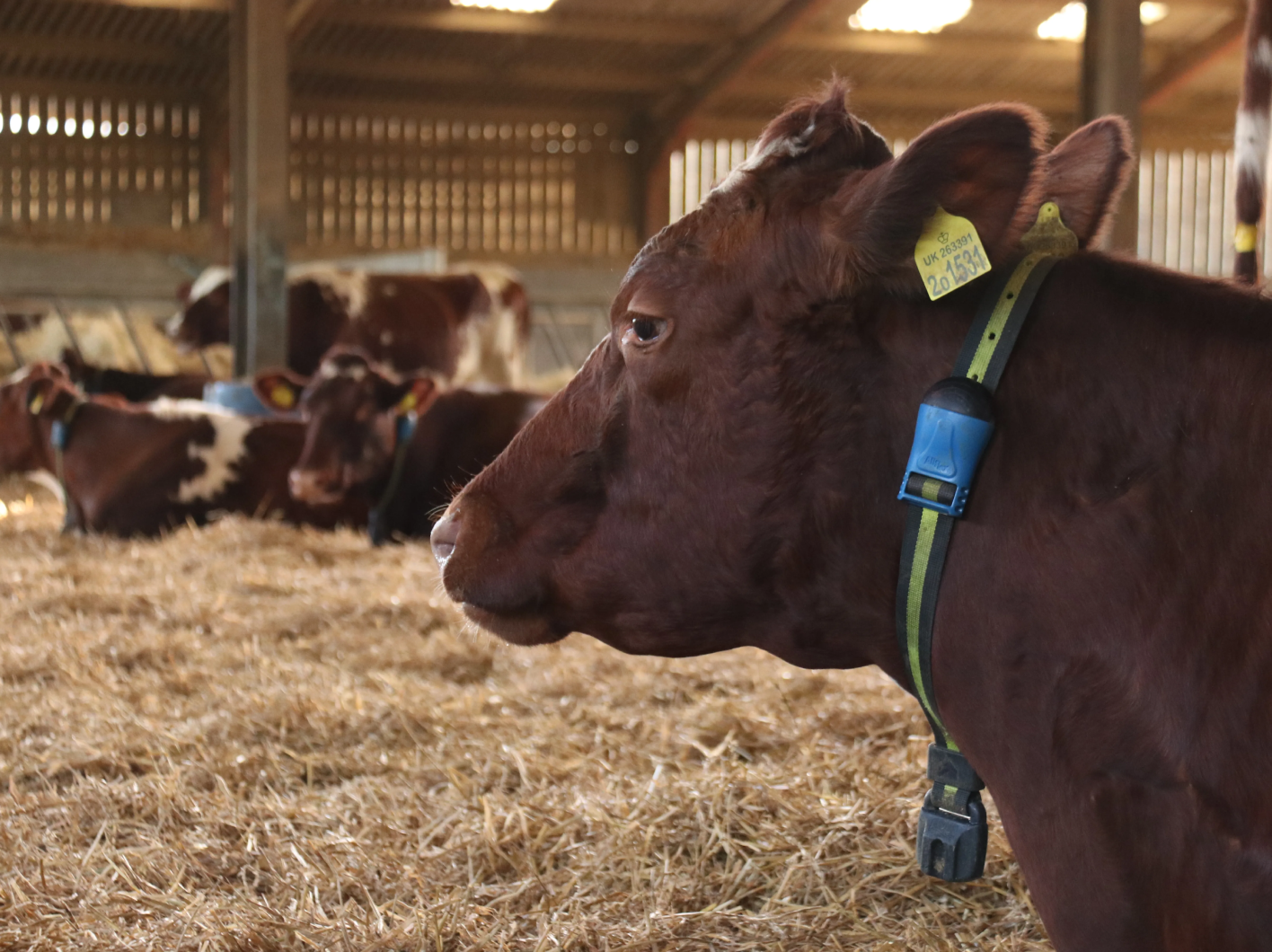 A close-up side profile of a brown dairy cow wearing a green and black SenseHub monitoring collar with a blue sensor inside a straw-lined barn.