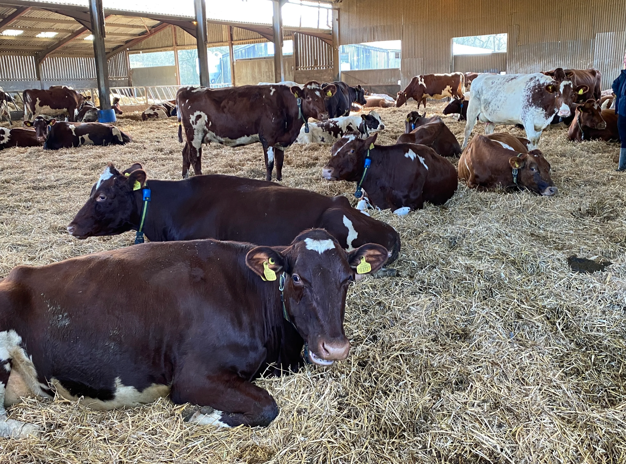 A wide view of a herd of brown and white dairy cows resting calmly on a thick layer of straw inside a large, open-sided barn.