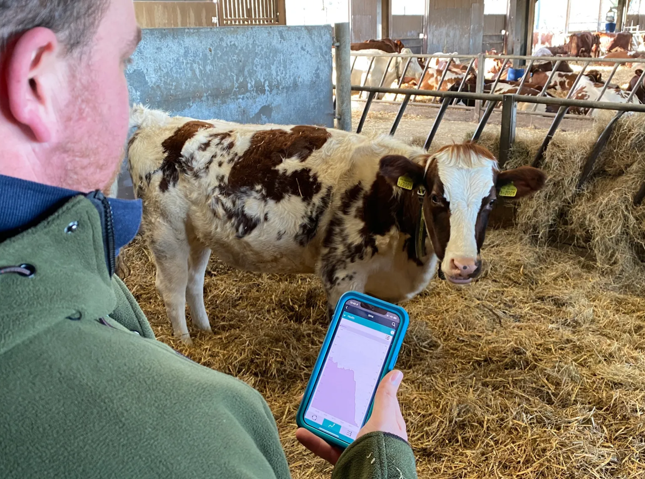 A farmer in a green jacket holding a smartphone displaying a health graph while standing next to a dairy cow in a barn.