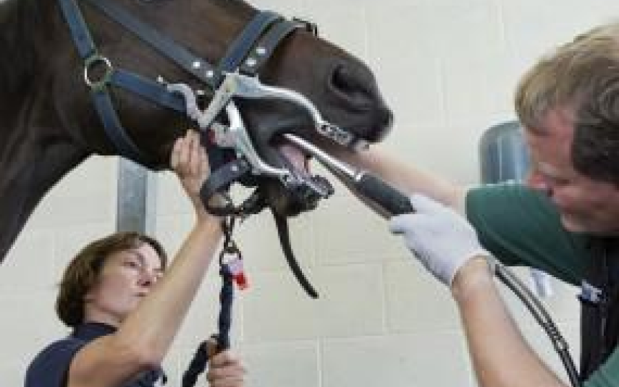 Vet checking dental health of a horse along with the owner