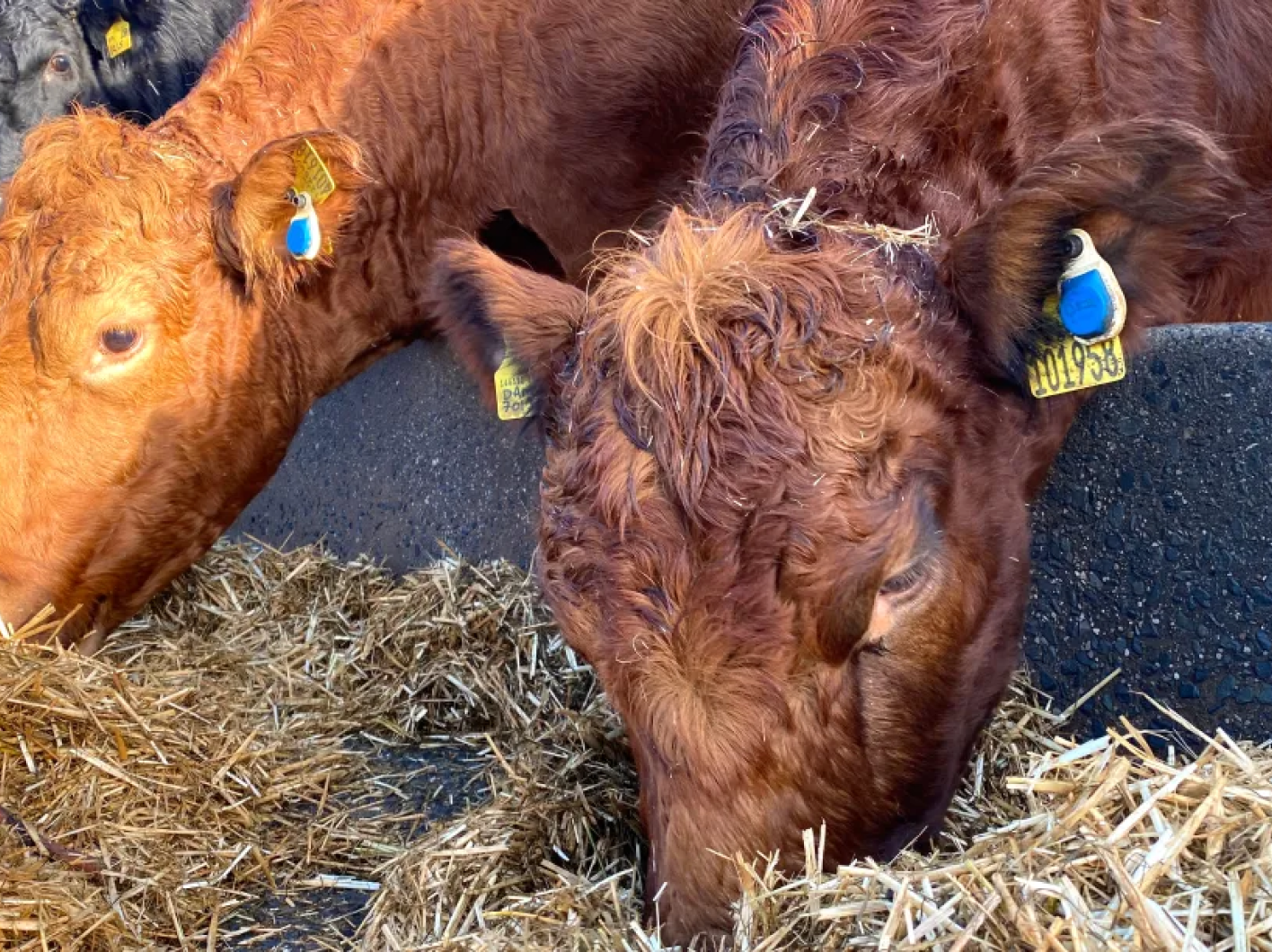 Two ginger-colored beef cows eating straw from a trough, each wearing a blue SenseHub ear tag sensor.