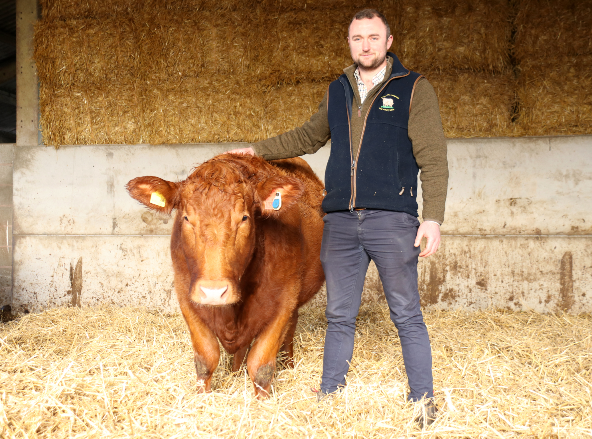 A man in a blue fleece vest standing next to a ginger-colored cow in a barn with stacked straw bales in the background.
