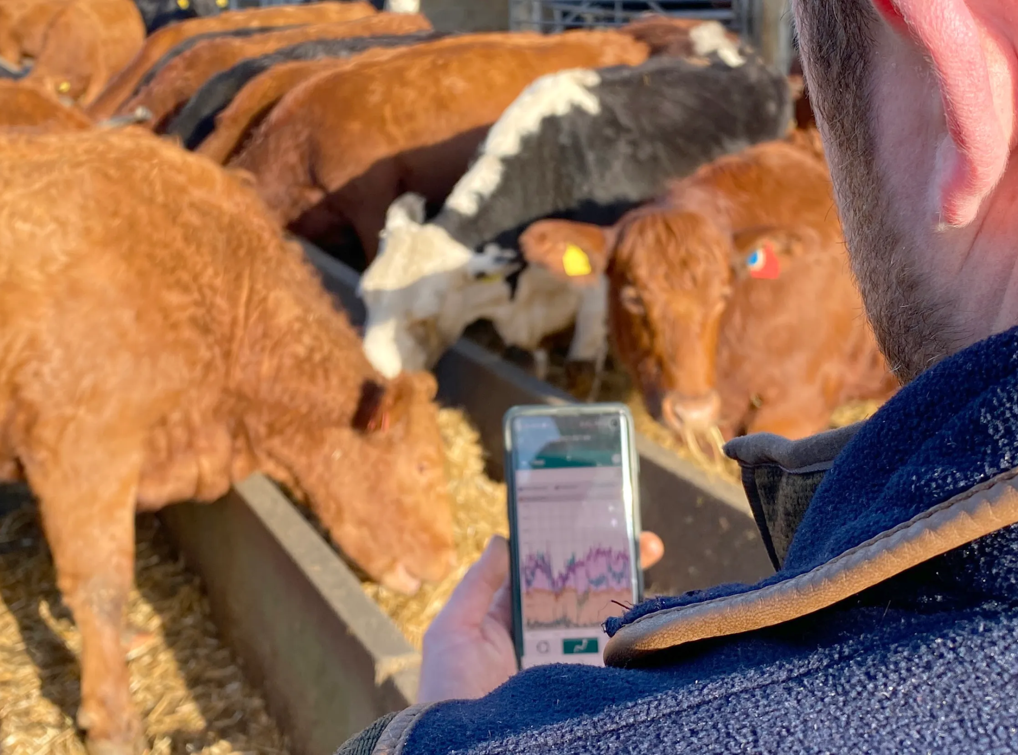 An over-the-shoulder view of a farmer checking a health graph on a smartphone while cattle feed at a trough in the background.
