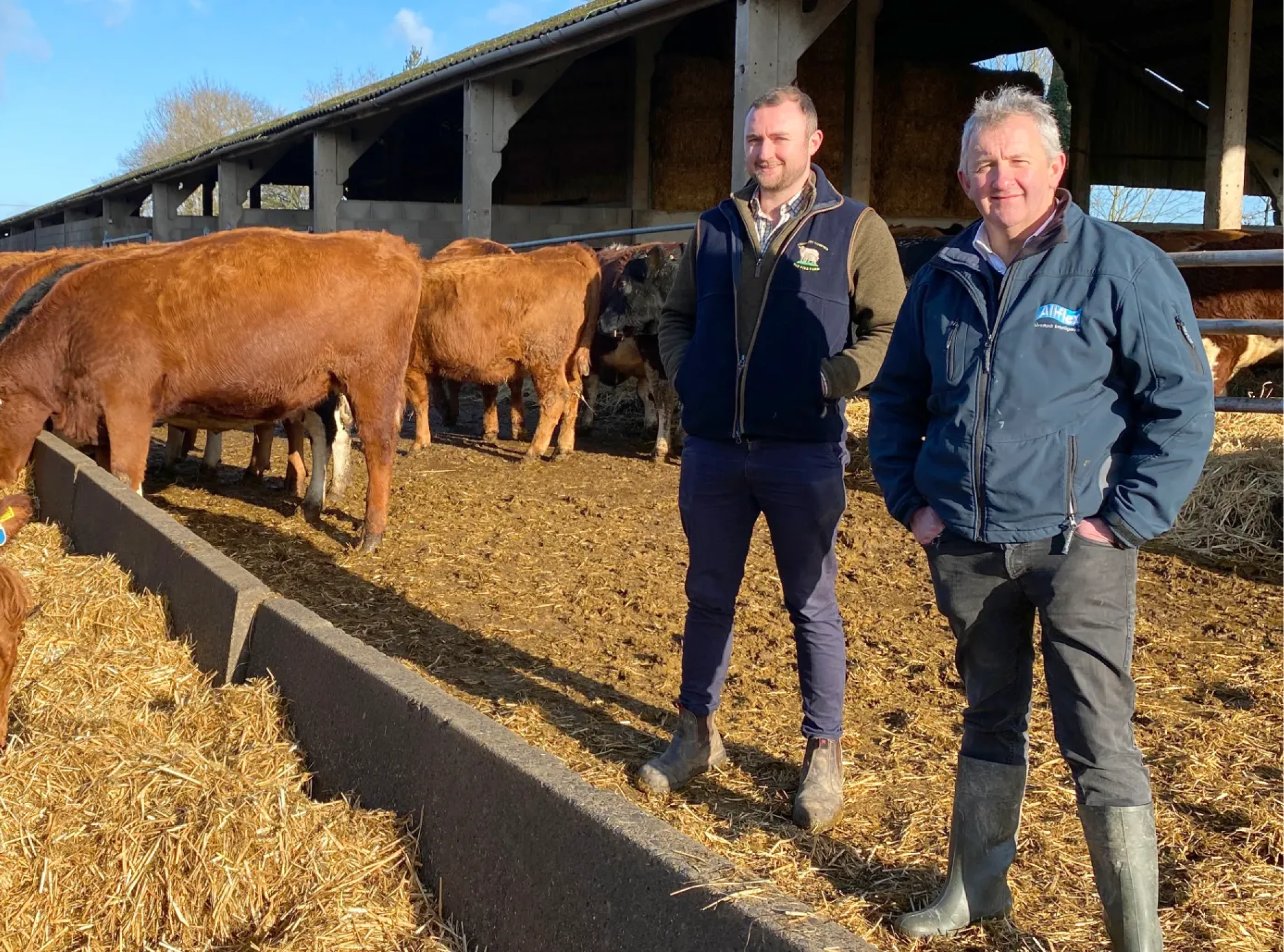 Two farmers standing side-by-side in a cattle yard with a herd of brown beef cows feeding on straw in the background.