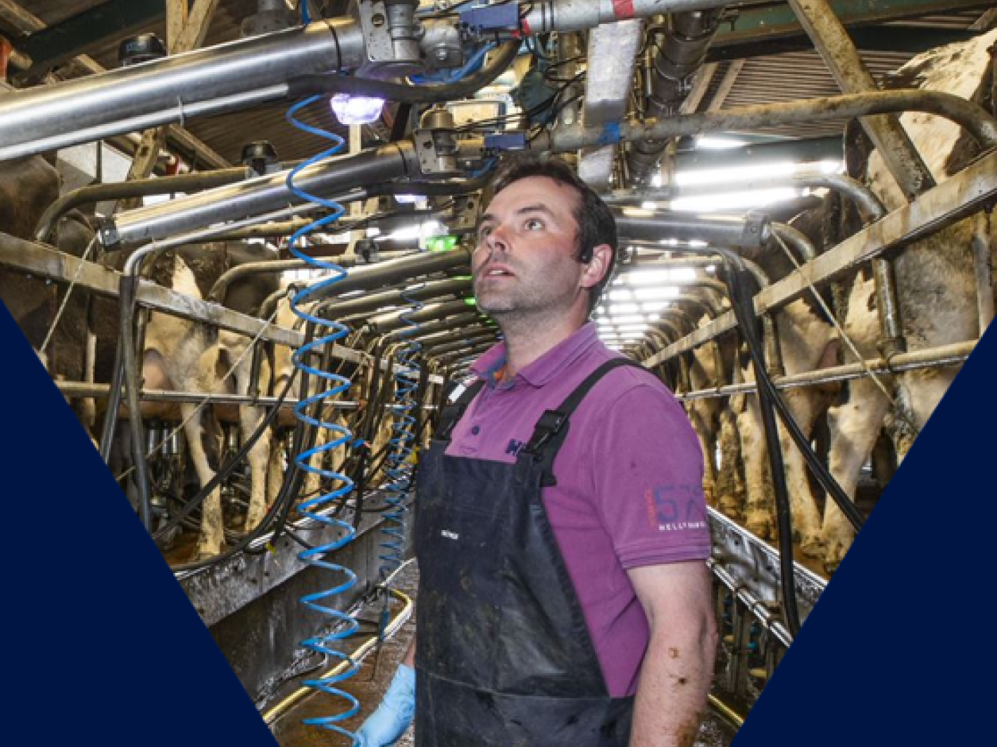 A farmer in a purple shirt and apron looking up at the automated milking equipment and SenseHub sensors in a clean dairy parlor.