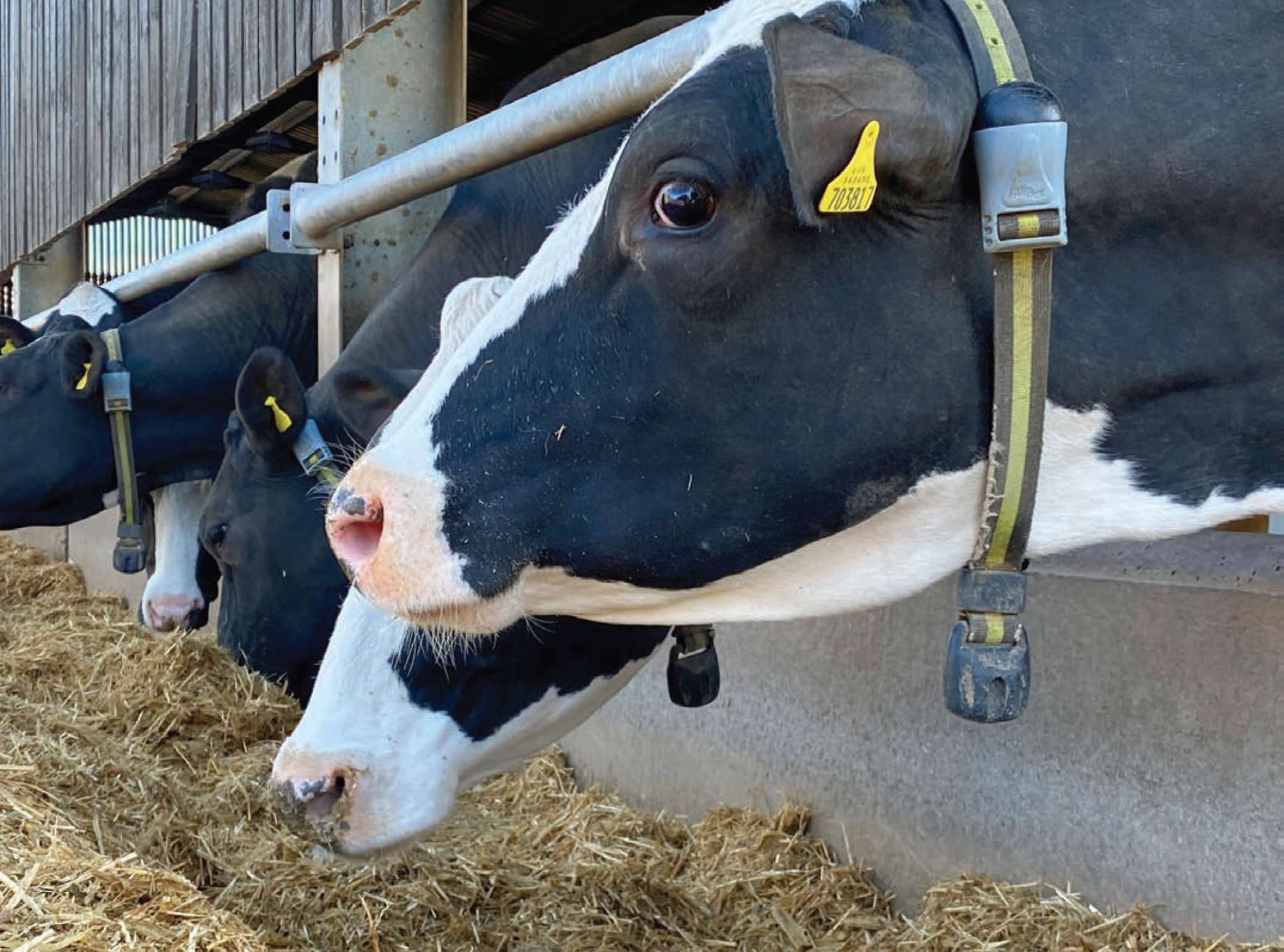 A row of black and white Holstein dairy cows feeding in a barn, with several cows clearly wearing grey and yellow SenseHub monitoring collars around their necks.