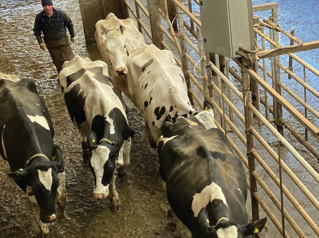 An overhead view of a group of black and white Holstein cows walking through a concrete handling area with a farmer visible in the background.