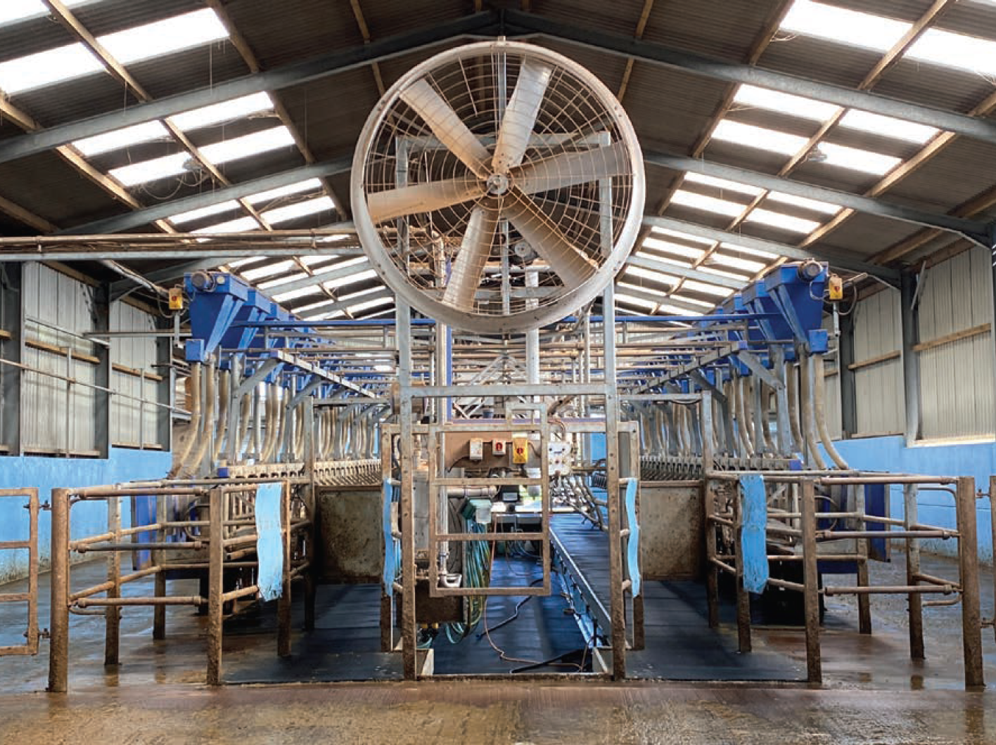 A wide interior view of a modern dairy milking parlor featuring a large circular ventilation fan mounted at the end of the stalls.
