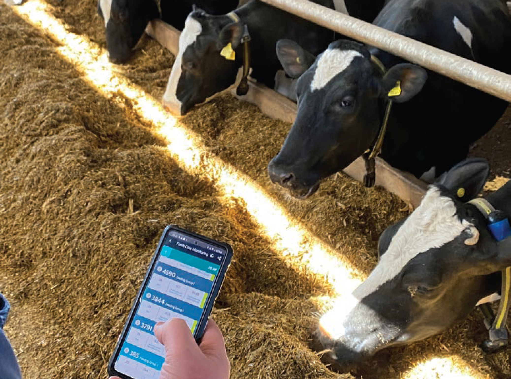 A close-up of a smartphone screen showing a "Fresh Cow Monitoring" dashboard while several Holstein cows feed on silage in the background.