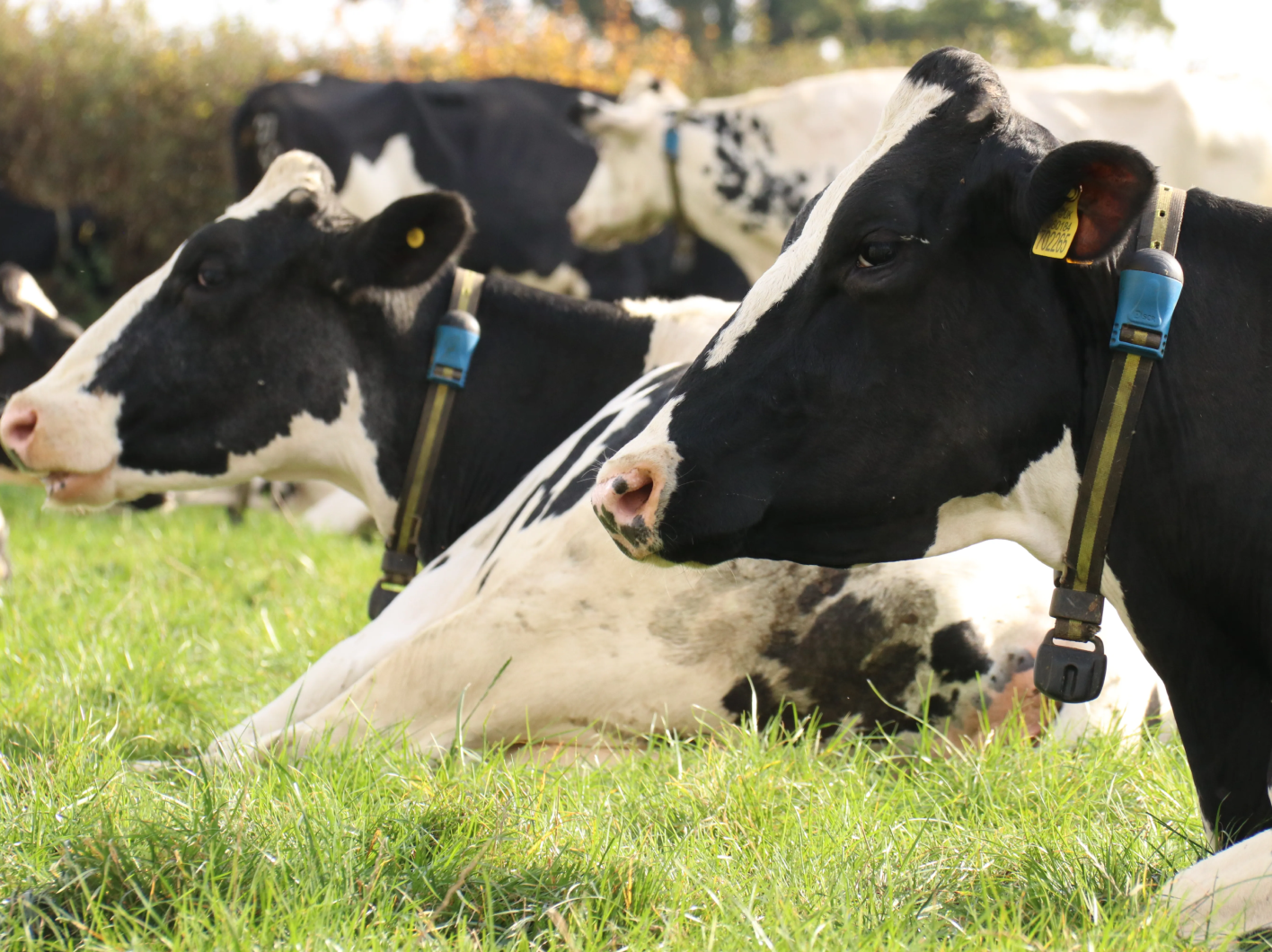 Holstein Dairy Cows in Pasture with Monitoring Collars Two black and white Holstein cows resting in a green grass field, wearing blue SenseHub monitoring collars.