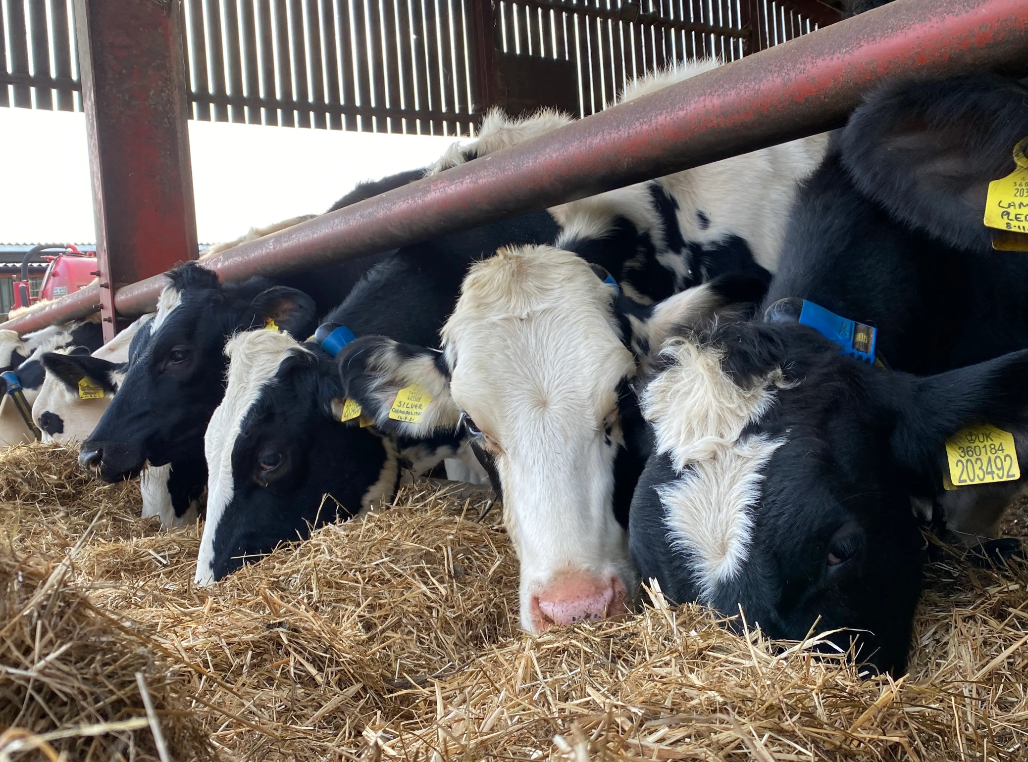 Holstein Dairy Cows Feeding in Straw Barn A close-up view of several black and white Holstein cows with yellow ear tags and blue monitoring collars eating straw in a barn.