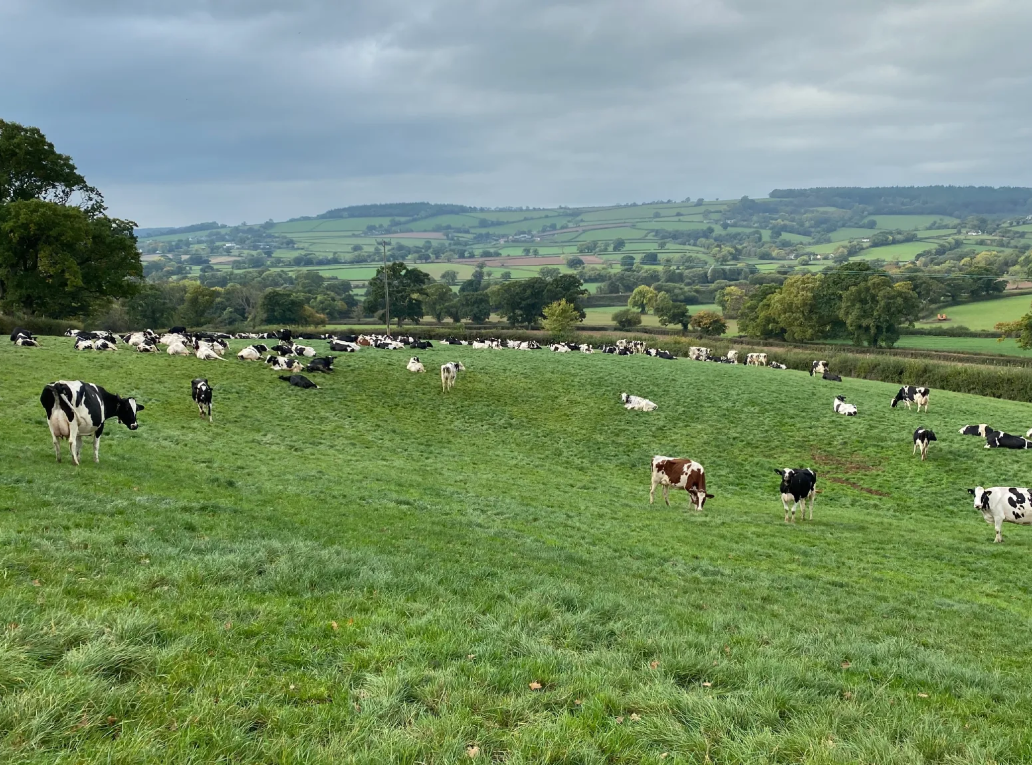 Holstein Dairy Herd Grazing on Rolling Hills A wide scenic view of black and white Holstein cows grazing and resting in a lush green hillside pasture under a cloudy sky.
