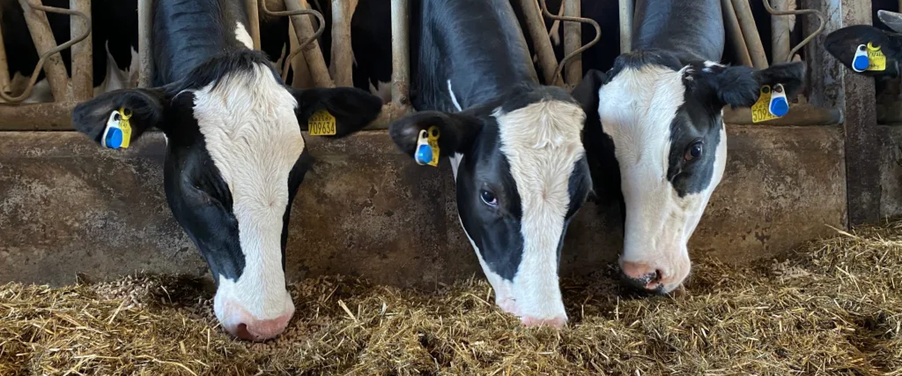 SenseHub helps to maximise conception rates in Wagyu herd’s Holstein surrogates