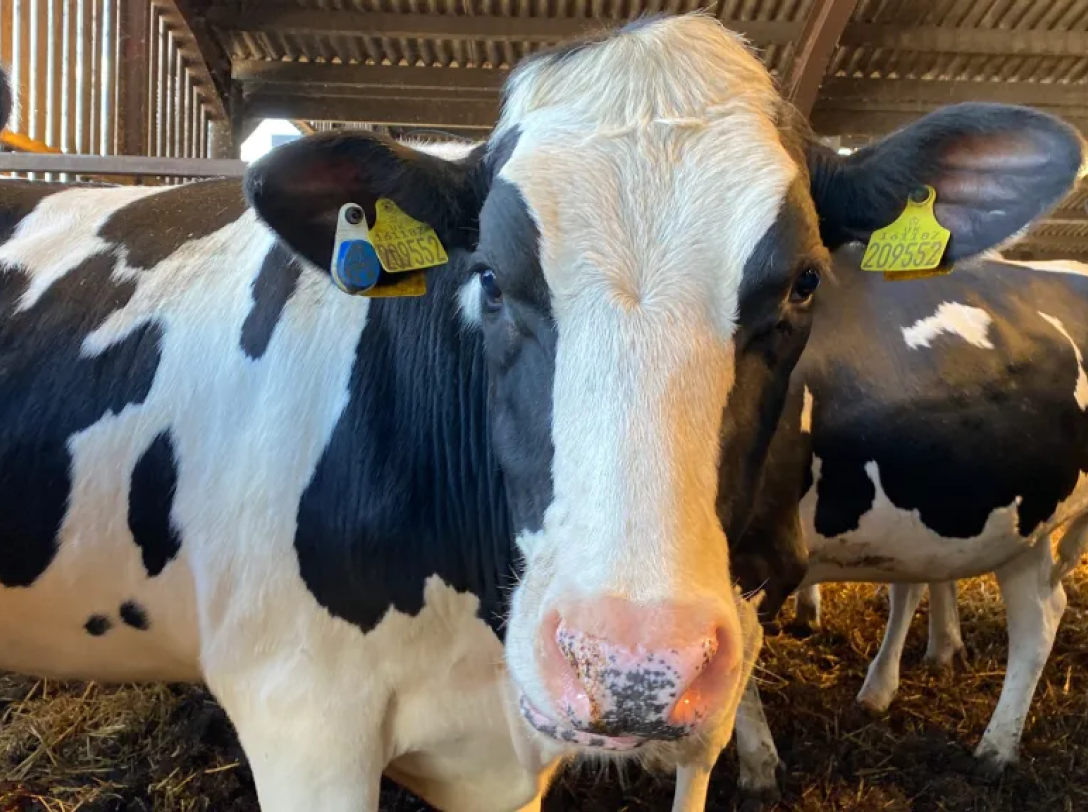 Holstein Cow with Blue Smart Ear Tag A front-facing close-up of a black and white Holstein cow in a barn, wearing a yellow identification tag and a blue SenseHub smart ear sensor.