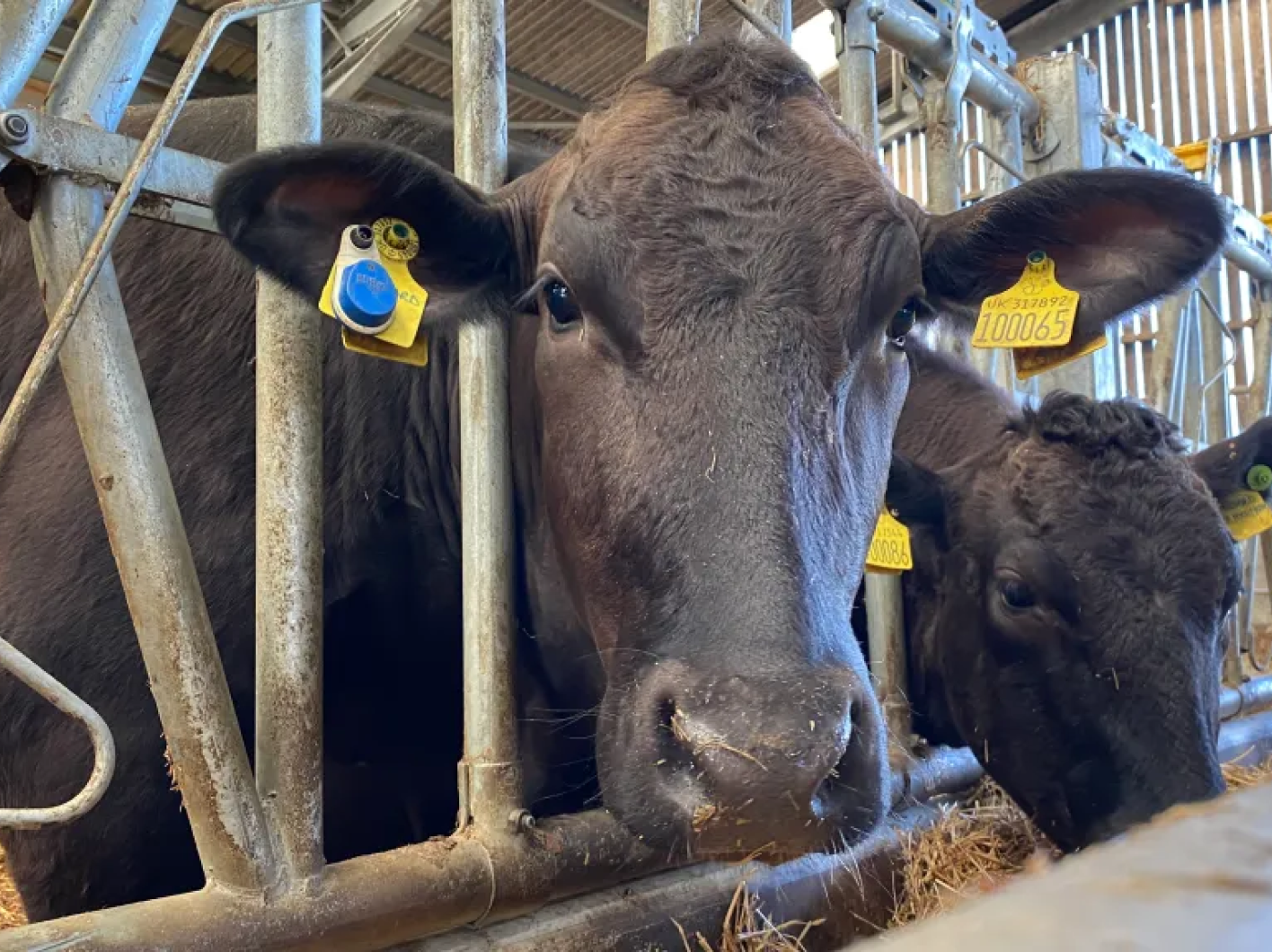 Beef Cattle with Smart Ear Tag Sensor A close-up of a dark brown beef cow looking through metal feed barriers, wearing a yellow ID tag and a blue electronic ear monitoring sensor.