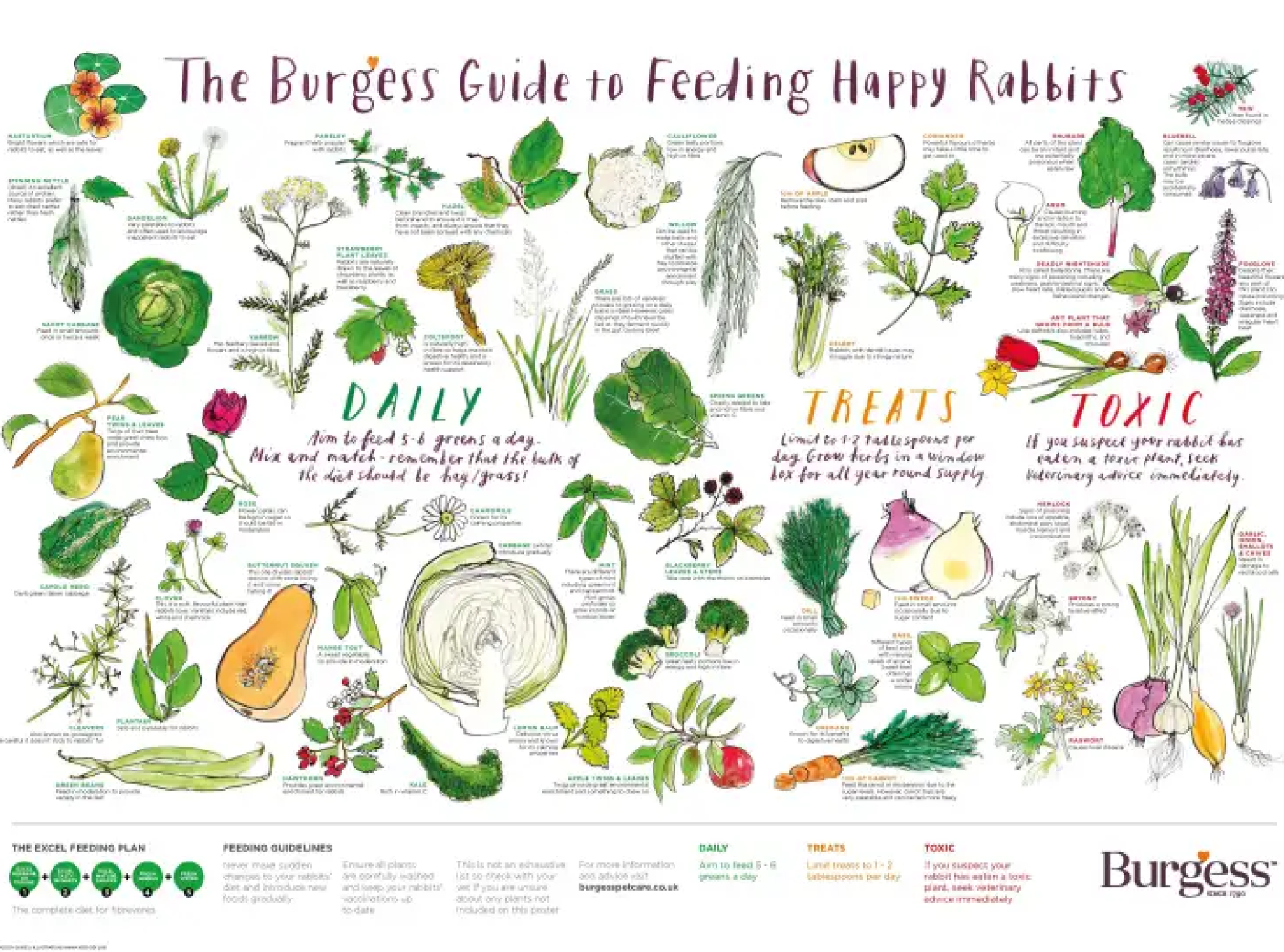 A detailed illustrated infographic categorizing various plants, vegetables, and herbs into "Daily" foods, "Treats," and "Toxic" plants for rabbits.