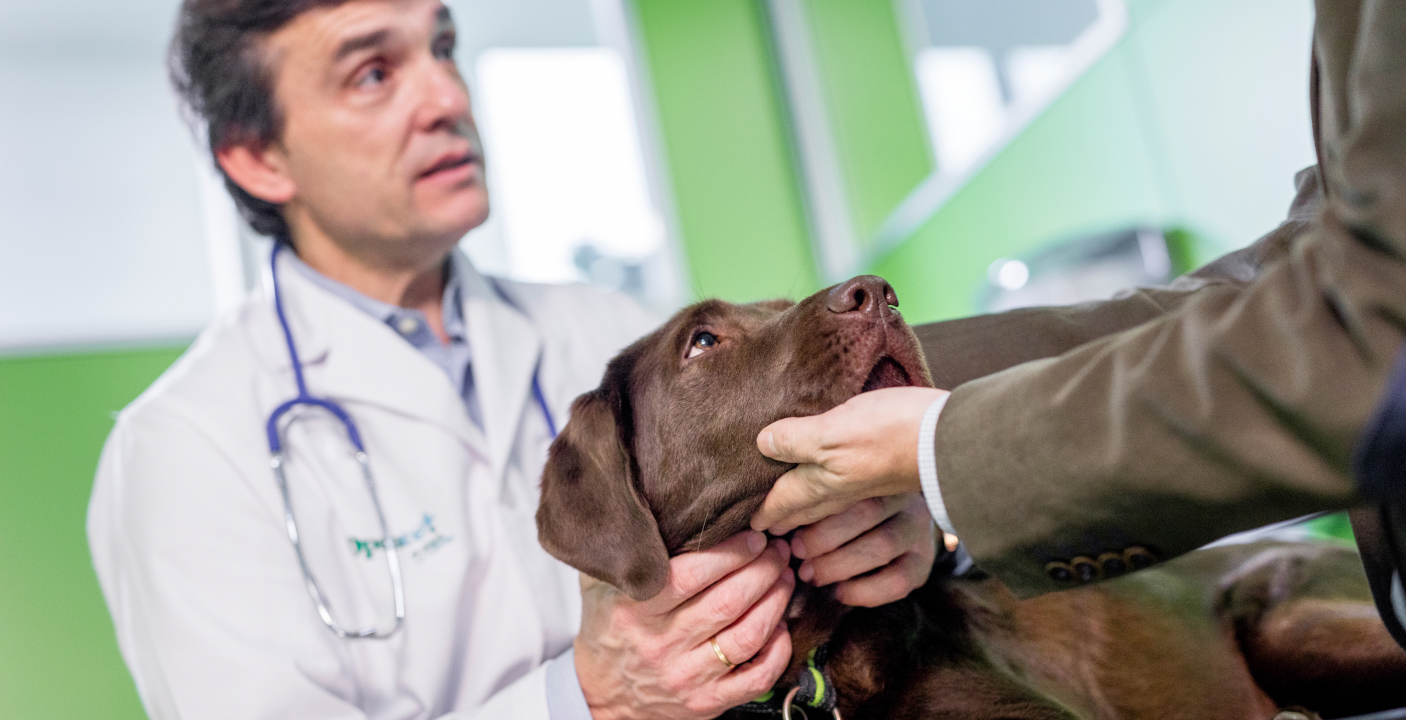 A male veterinarian in a white lab coat with a stethoscope around his neck looks on as a chocolate Labrador's mouth is gently held open for a dental examination.