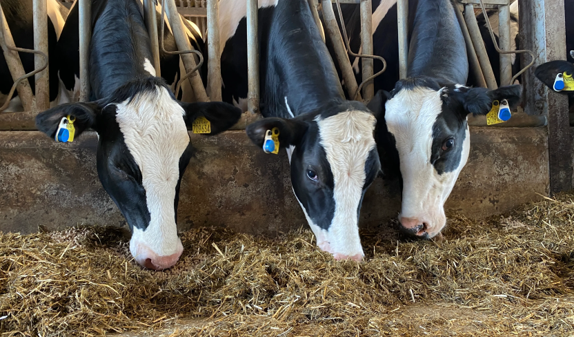 Herd monitoring system supports year-round grazing Cornish herd