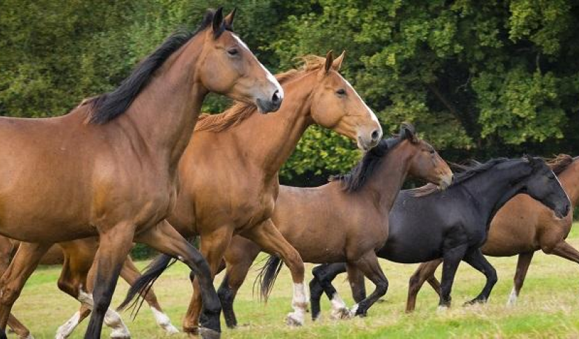 Key Facts About Horse Vaccination