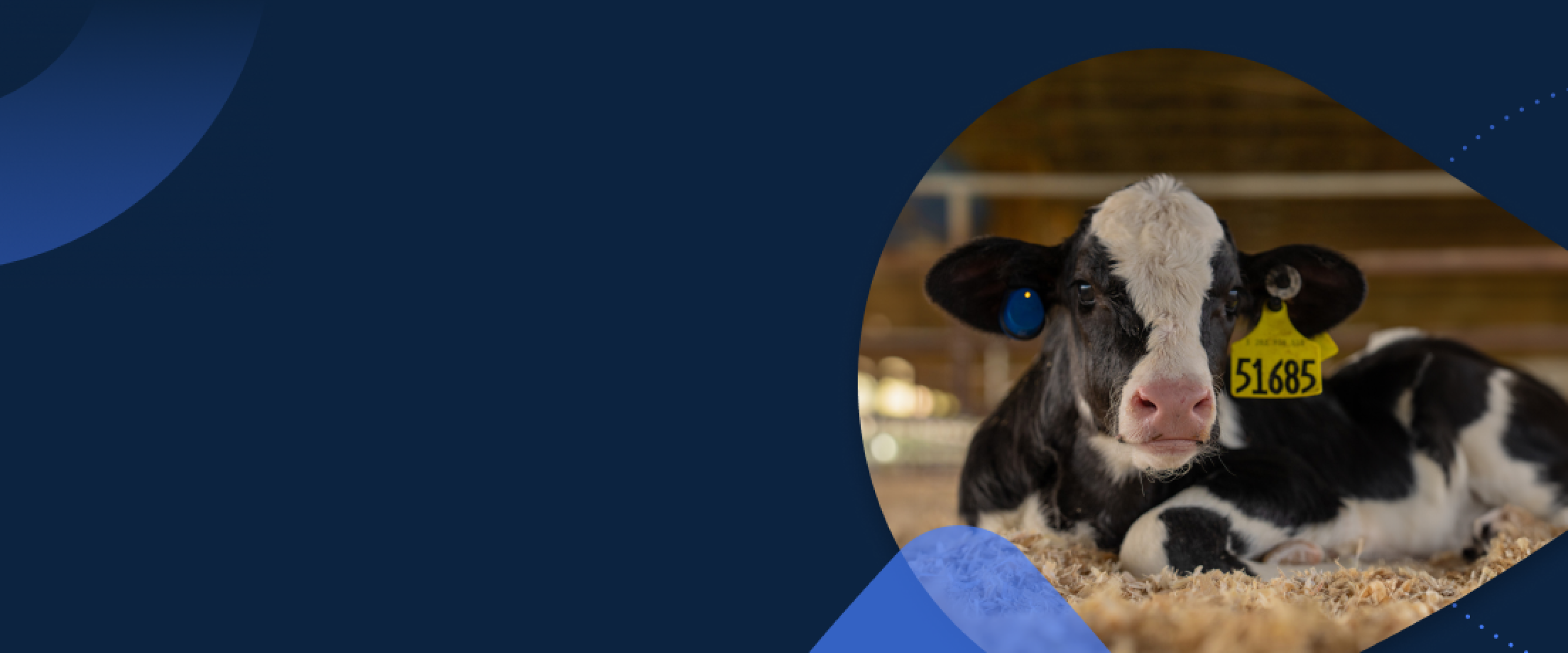 Holstein Calf with Ear Tags Livestock Banner Calf wearing a SenseHub Monitoring ear tag with LED indicator in one ear and an Allflex identification tag in the other.