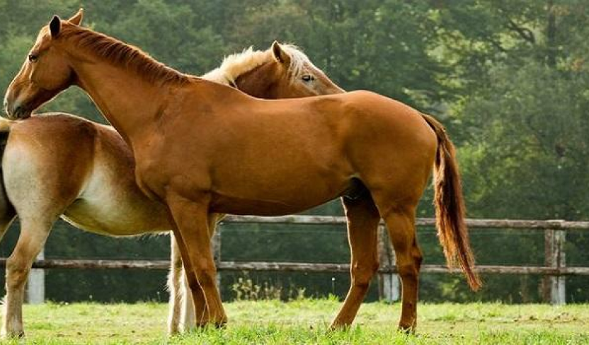Five Freedoms for Horse Health and Welfare