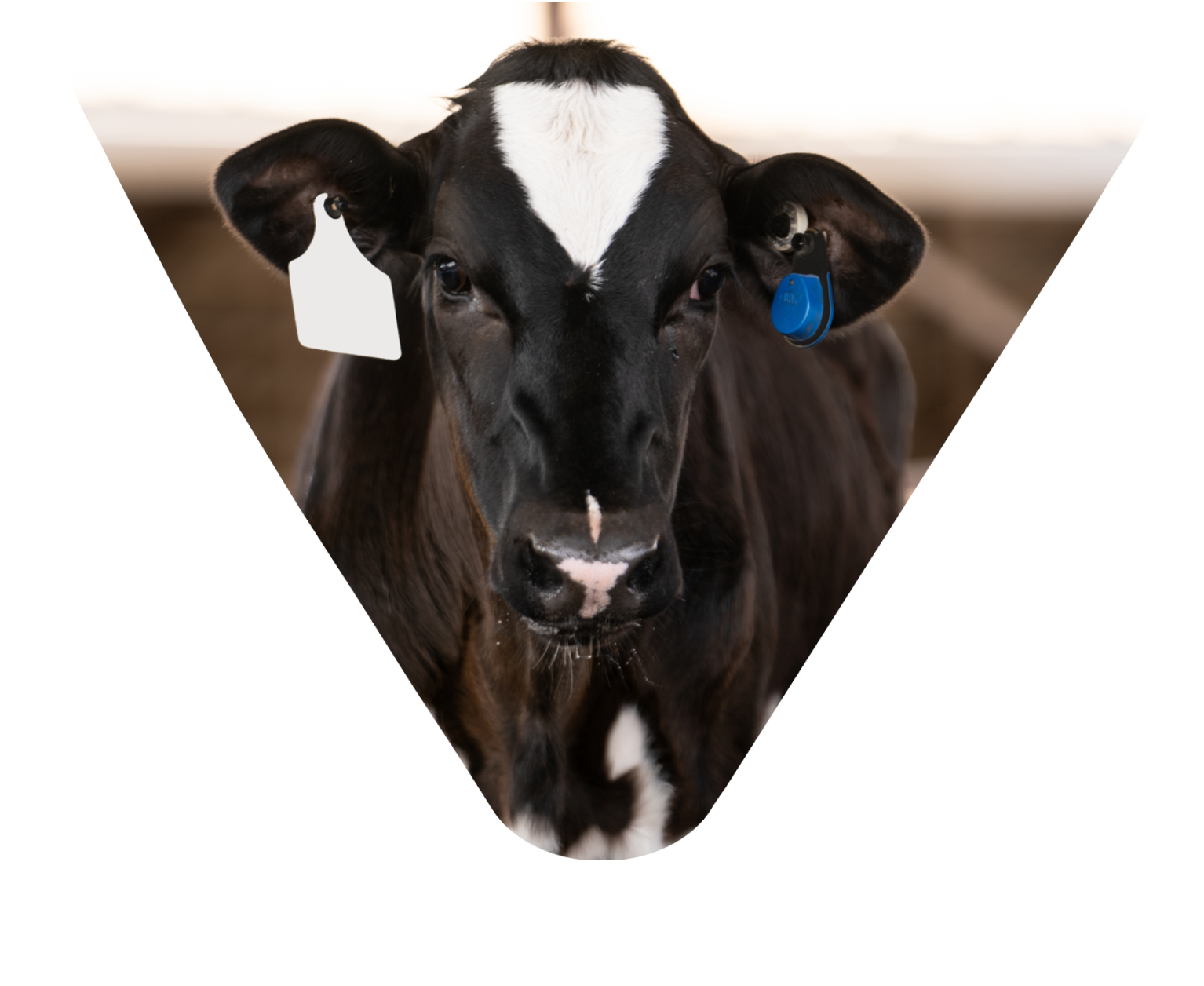A close-up headshot of a black and white Holstein calf inside a V-shaped white frame, showing a white identification tag and a blue electronic monitoring tag on its ears.