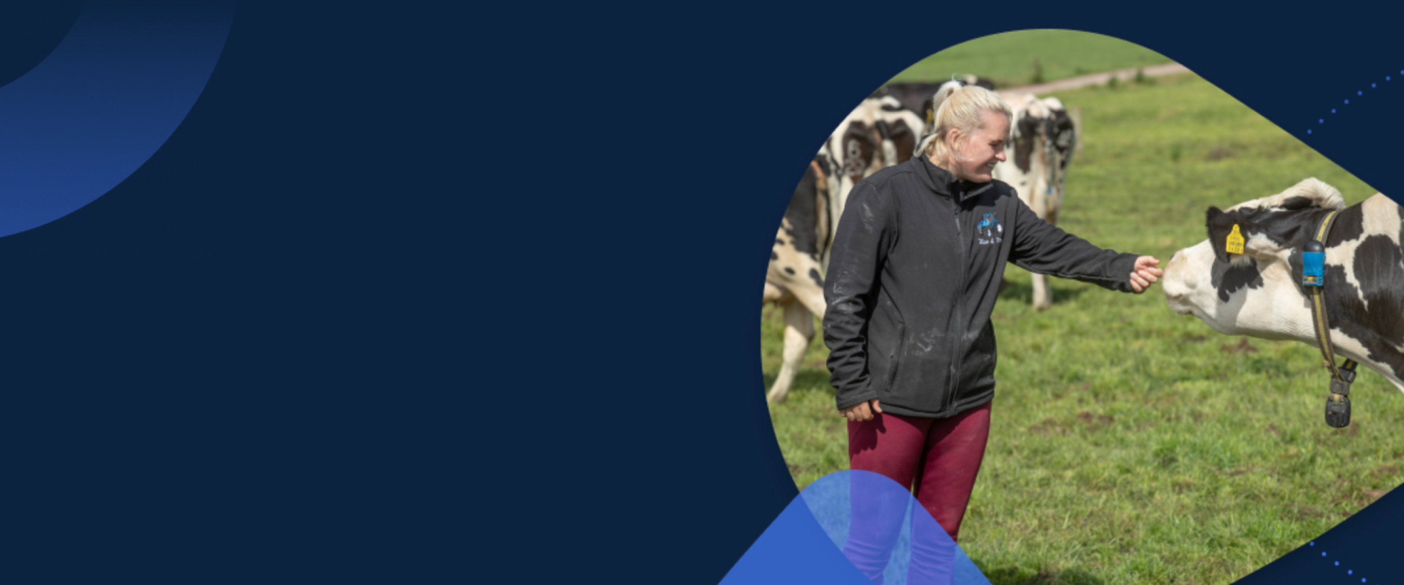 Farm Specialist Interacting with Dairy Cattle Farmer interacting with a cow wearing a SenseHub monitoring collar in a field.