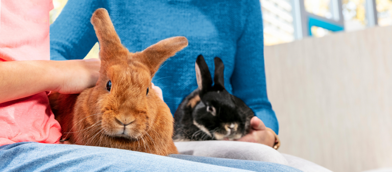 Top Tips for Transporting Rabbits