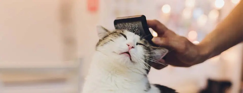 Debunking Cat Myths: Grooming And Care