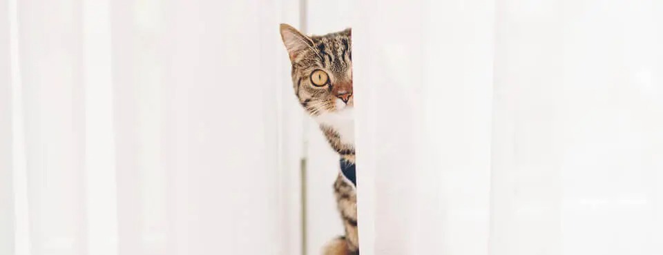 Keep Your Indoor Cat Safe In Your Home