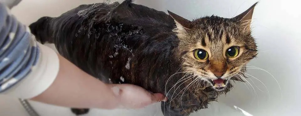 Cats and Water: Do Cats Really Hate Water?