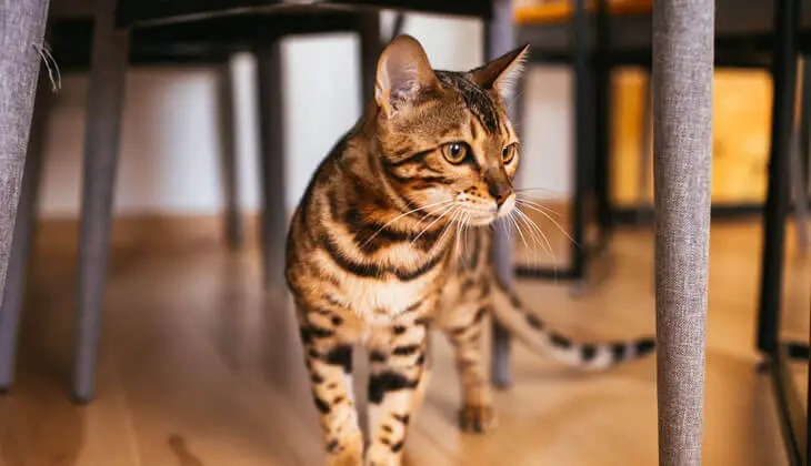 A beautiful Bengal cat with distinct leopard-like spots standing cautiously under a dining table and chairs in a modern home environment.