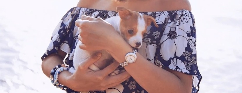 Some Things You Need to Know About Puppies