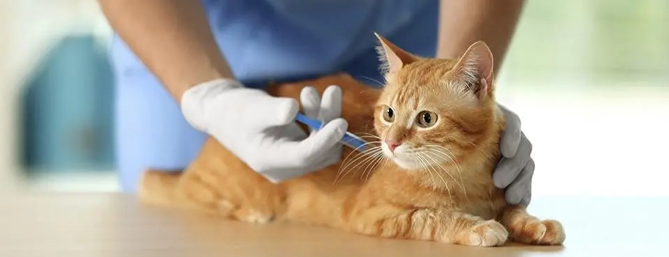 Cat Vaccinations