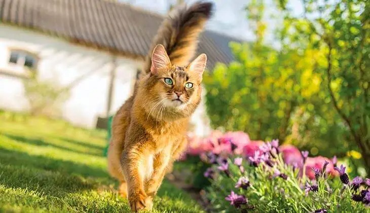 Keep Your Indoor Cat Safe In Your Home - MSD Animal Health United Kingdom