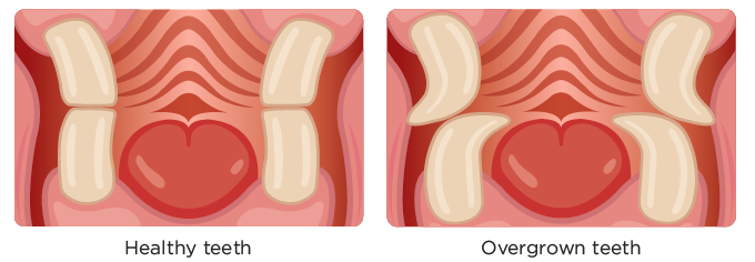 Rabbit Dental Health Comparison An illustration compares healthy rabbit teeth with curved overgrown teeth.