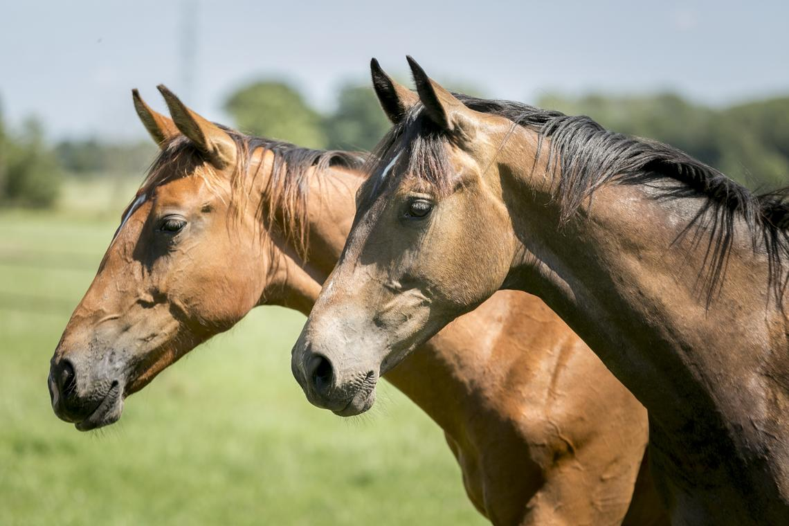 information-on-diseases-found-in-horses