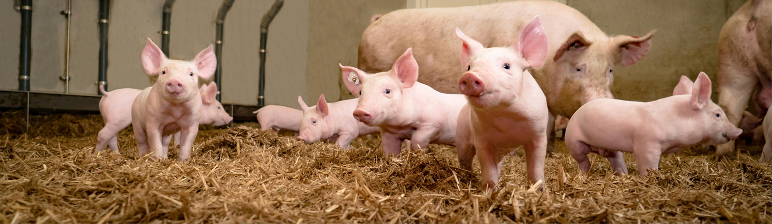 Pigs - MSD Animal Health United Kingdom